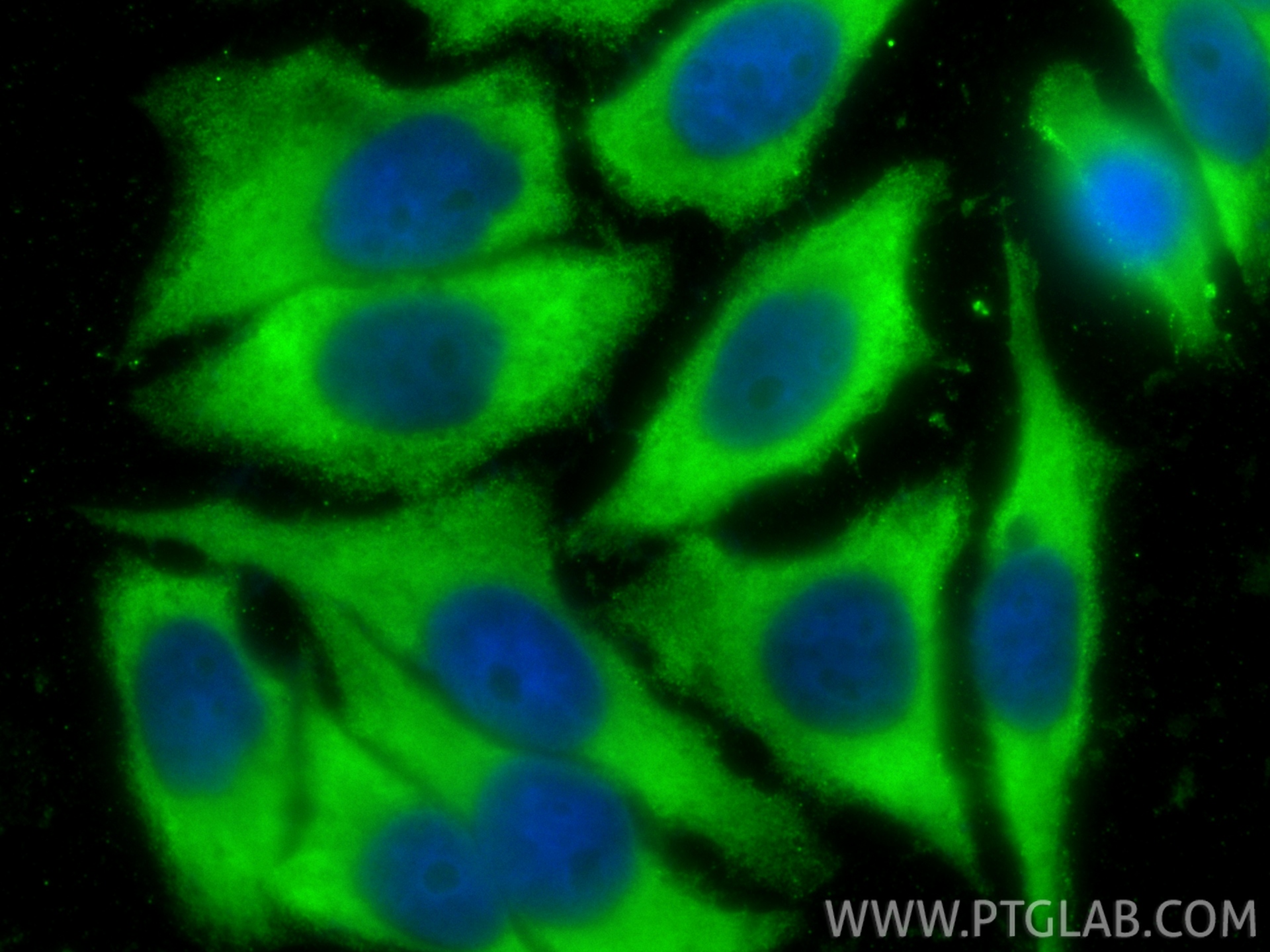 Immunofluorescent analysis of (-20°C Ethanol) fixed HepG2 cells using RPS12 antibody (67683-1-Ig, Clone: 1A3D1 ) at dilution of 1:800 and CoraLite®488-Conjugated Goat Anti-Mouse IgG(H+L) (<a class='green' href='/productredirect?CatalogNo=SA00013-1' target='_blank'>SA00013-1</a>). IF Staining of HepG2 using 67683-1-Ig