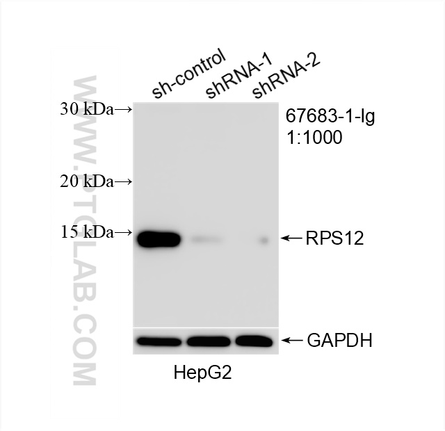 WB analysis of HepG2 using 67683-1-Ig