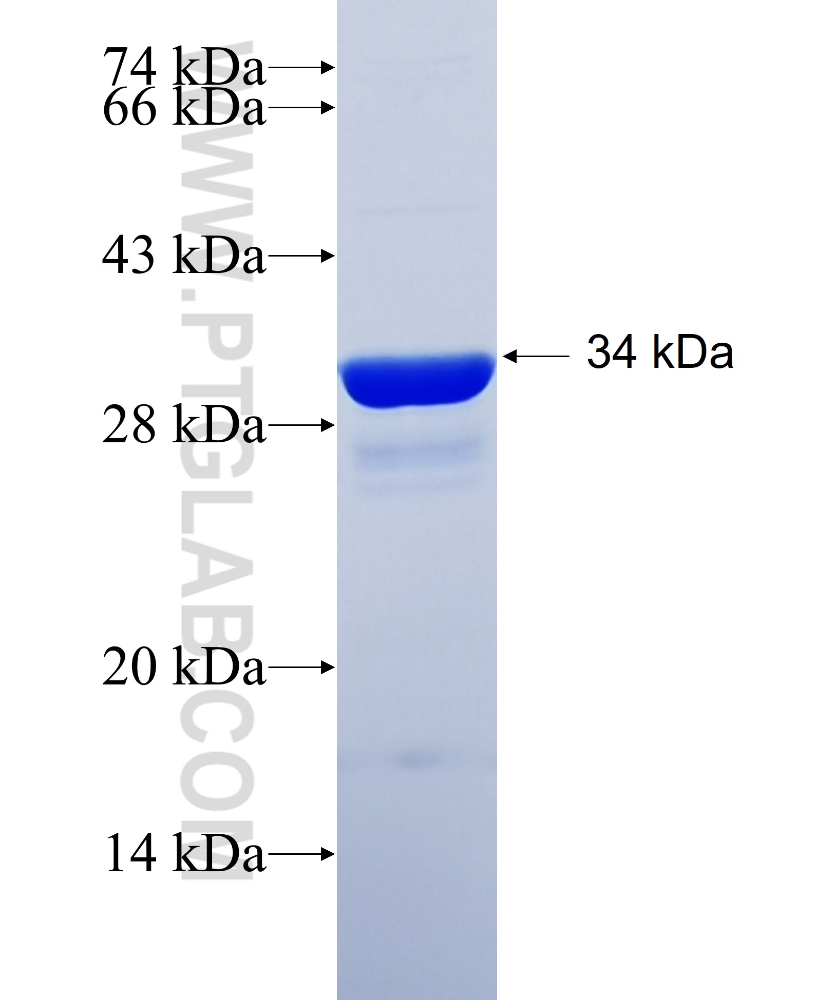 RPS13 fusion protein Ag29096 SDS-PAGE RPS13 fusion protein Ag29096 SDS-PAGE
