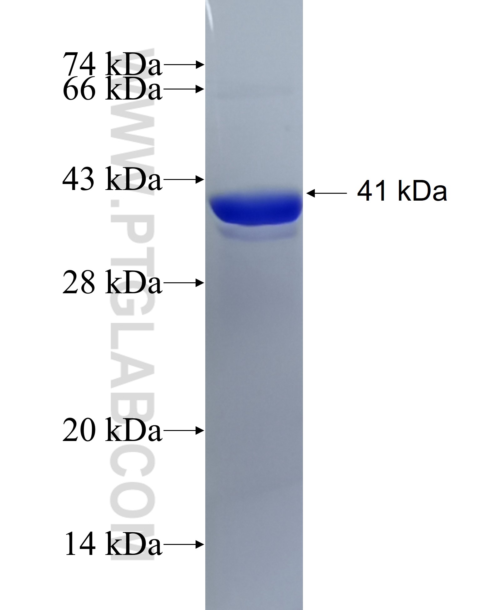 RPS13 fusion protein Ag10008 SDS-PAGE