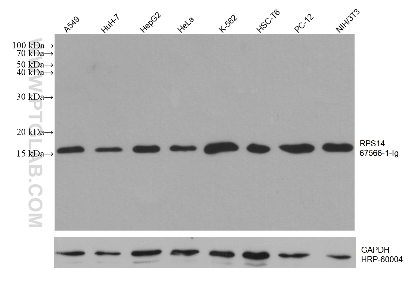 WB analysis using 67566-1-Ig