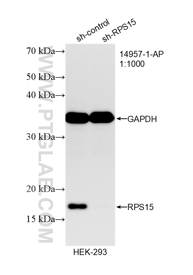 WB analysis of HEK-293 using 14957-1-AP WB analysis of HEK-293 using 14957-1-AP