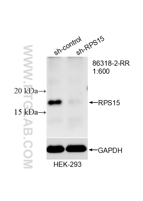 WB analysis of HEK-293 using 86318-2-RR WB analysis of HEK-293 using 86318-2-RR