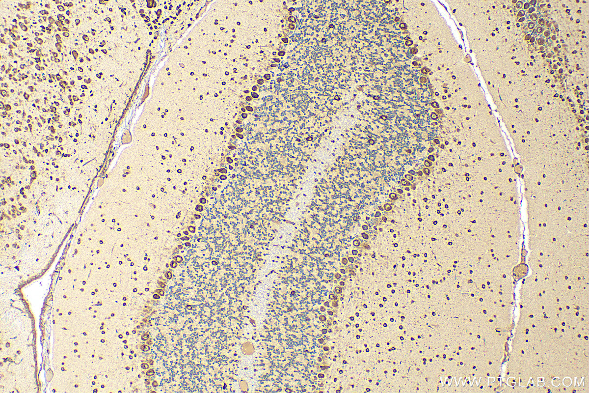 IHC staining of mouse cerebellum using 16267-1-AP