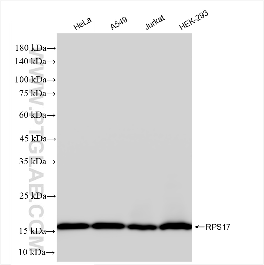 WB analysis using 83848-4-RR (same clone as 83848-4-PBS)