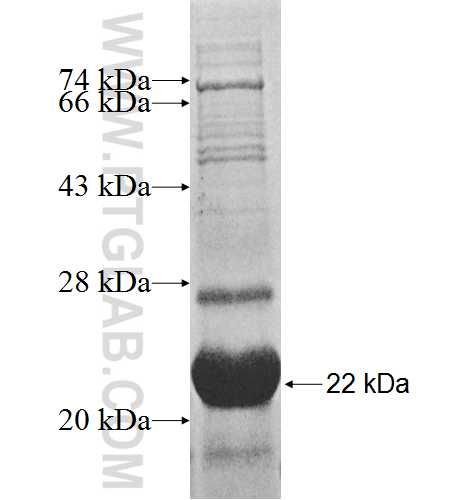 RPS17 fusion protein Ag9223 SDS-PAGE RPS17 fusion protein Ag9223 SDS-PAGE