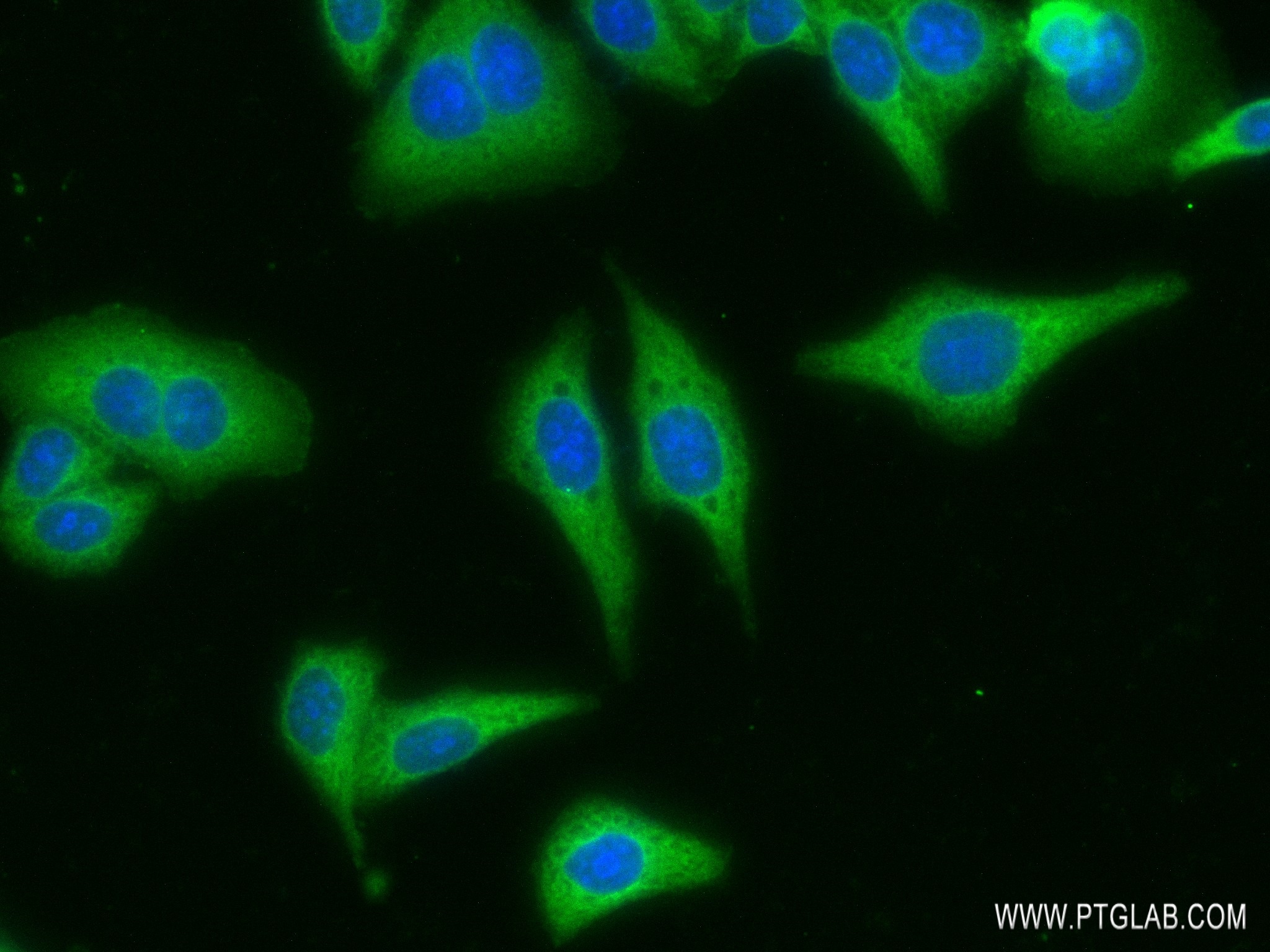 IF Staining of HepG2 using 83327-1-RR