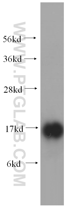 WB analysis of human testis using 15085-1-AP
