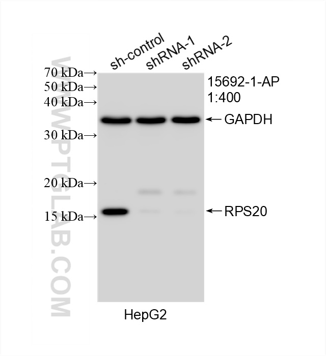 WB analysis of HepG2 using 15692-1-AP