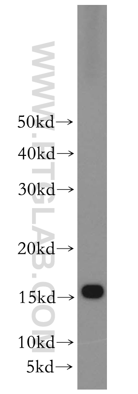 WB analysis of MCF-7 using 15692-1-AP