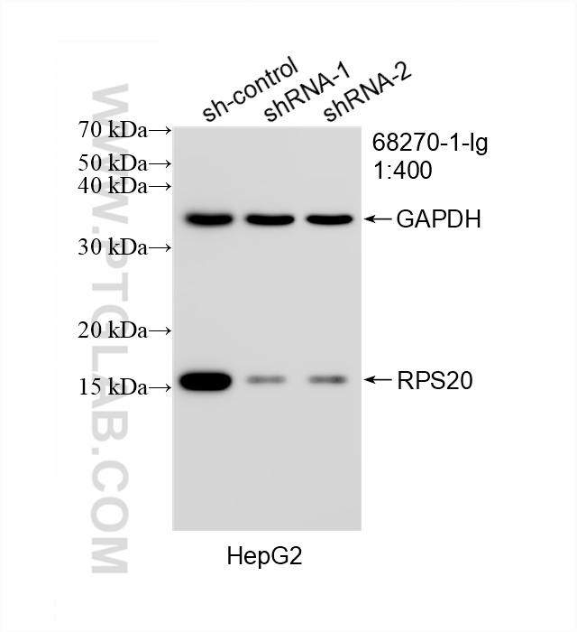 WB analysis of HepG2 using 68270-1-Ig