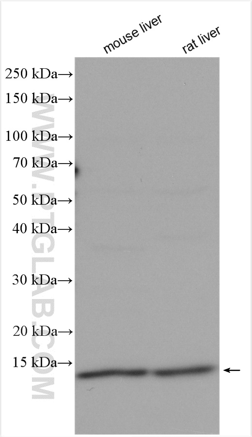 WB analysis using 16946-1-AP