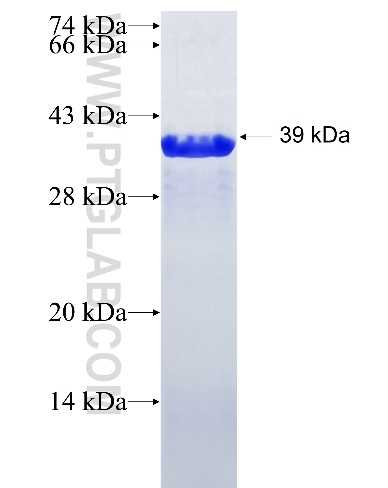 RPS24 fusion protein Ag6621 SDS-PAGE