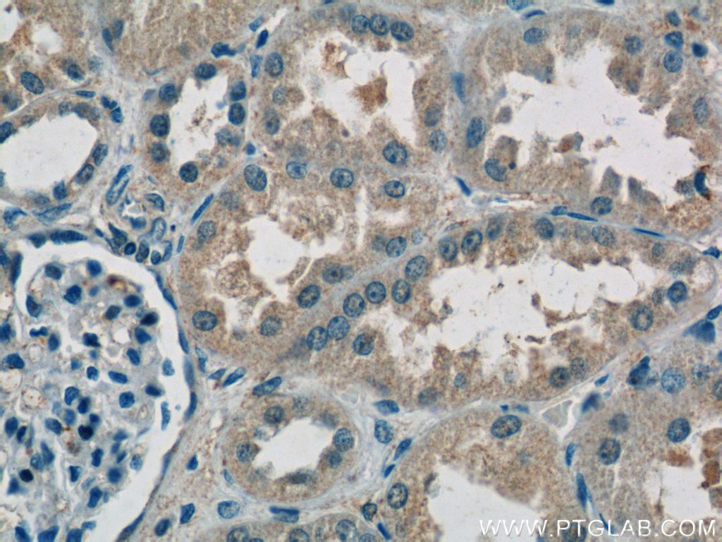 IHC staining of human kidney using 14909-1-AP