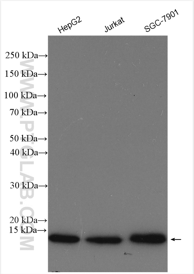 WB analysis using 15355-1-AP