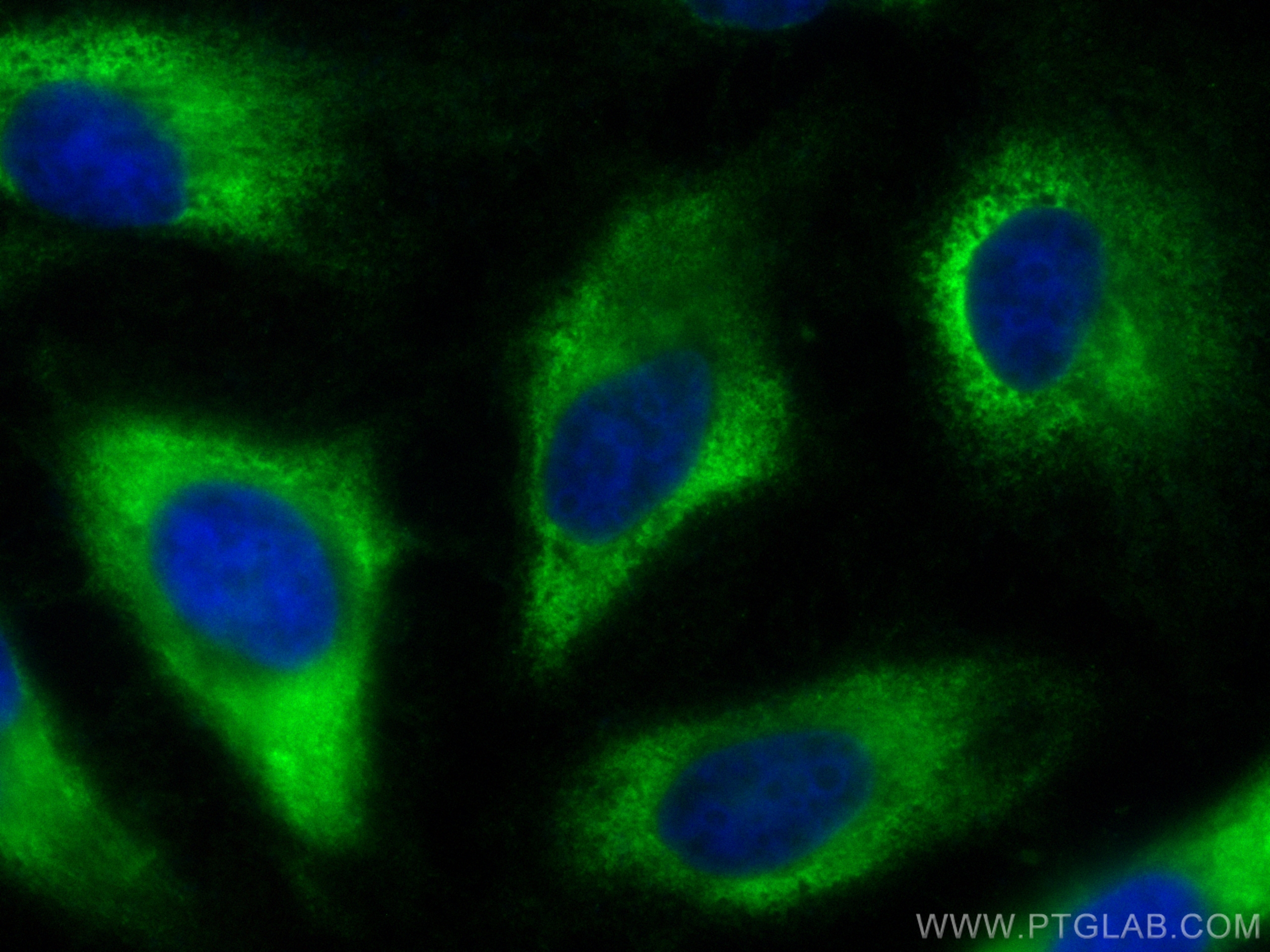 IF Staining of HeLa using CL488-15355