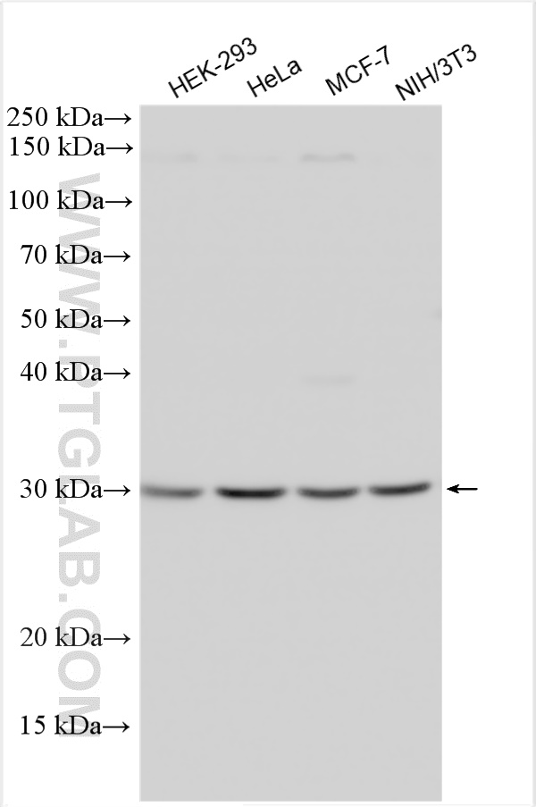 WB analysis using 11990-1-AP