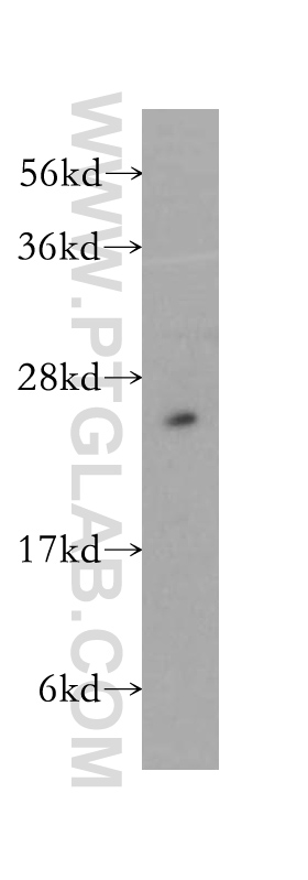 RPS3 Polyclonal antibody