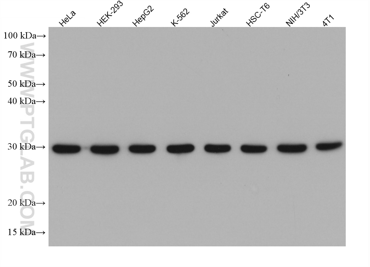 WB analysis using 66046-1-Ig