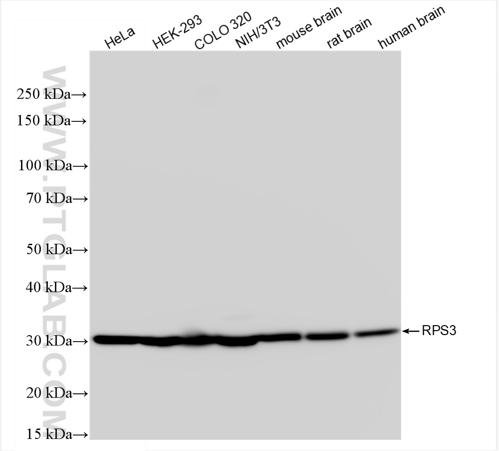 WB analysis using 84947-4-RR (same clone as 84947-4-PBS)