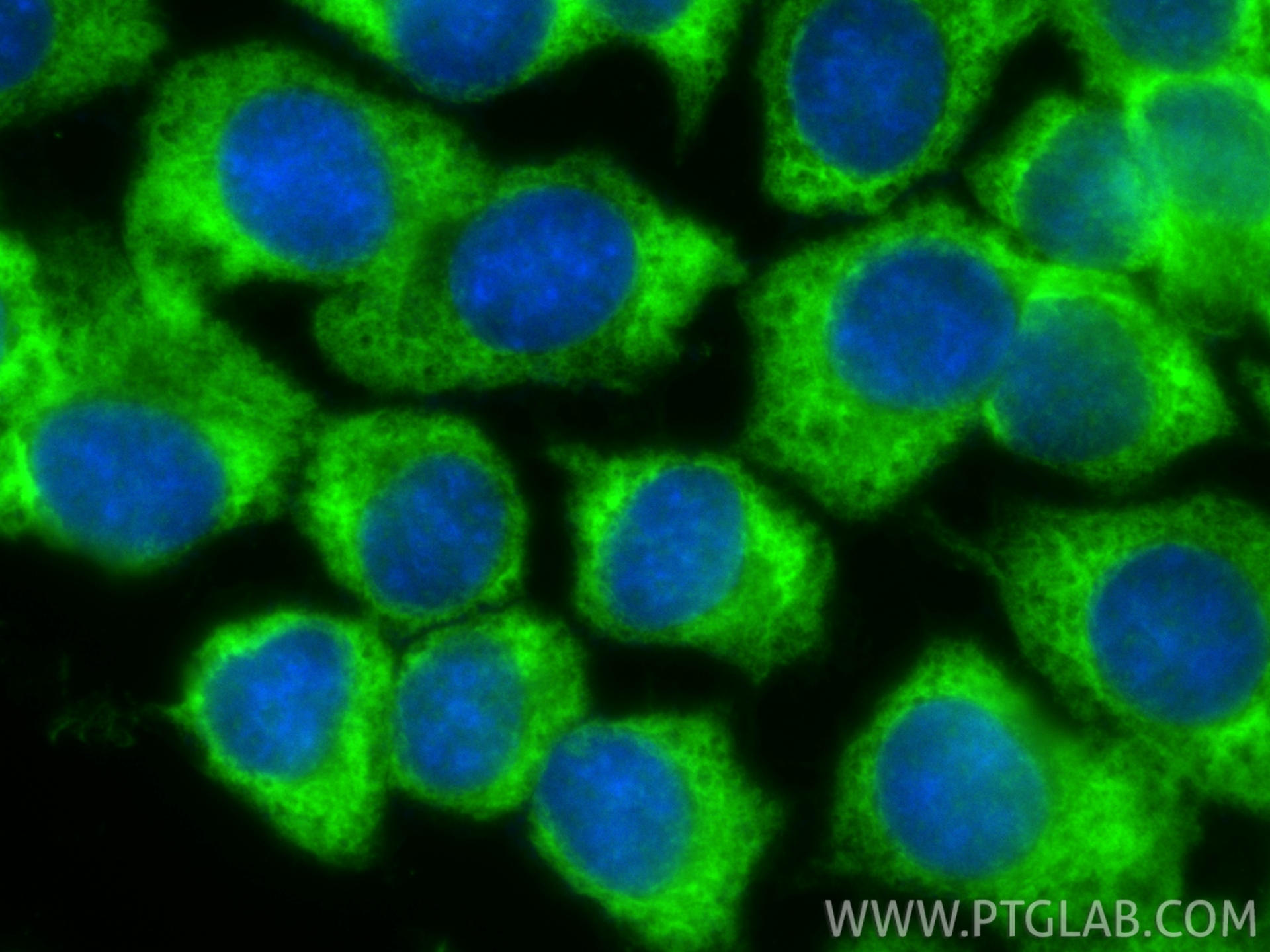 Immunofluorescent analysis of (-20°C Methanol) fixed MCF-7 cells using CoraLite® Plus 488 RPS3 antibody (CL488-84947-4, Clone: 242504F3 ) at dilution of 1:200. IF Staining of MCF-7 using CL488-84947-4