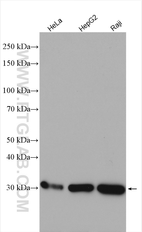 WB analysis using 14123-1-AP