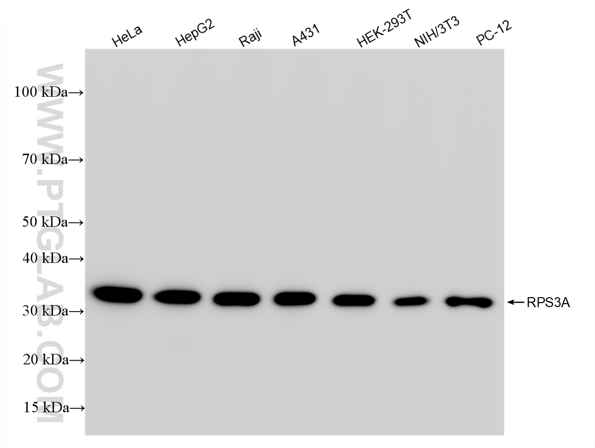 WB analysis using 86254-3-RR
