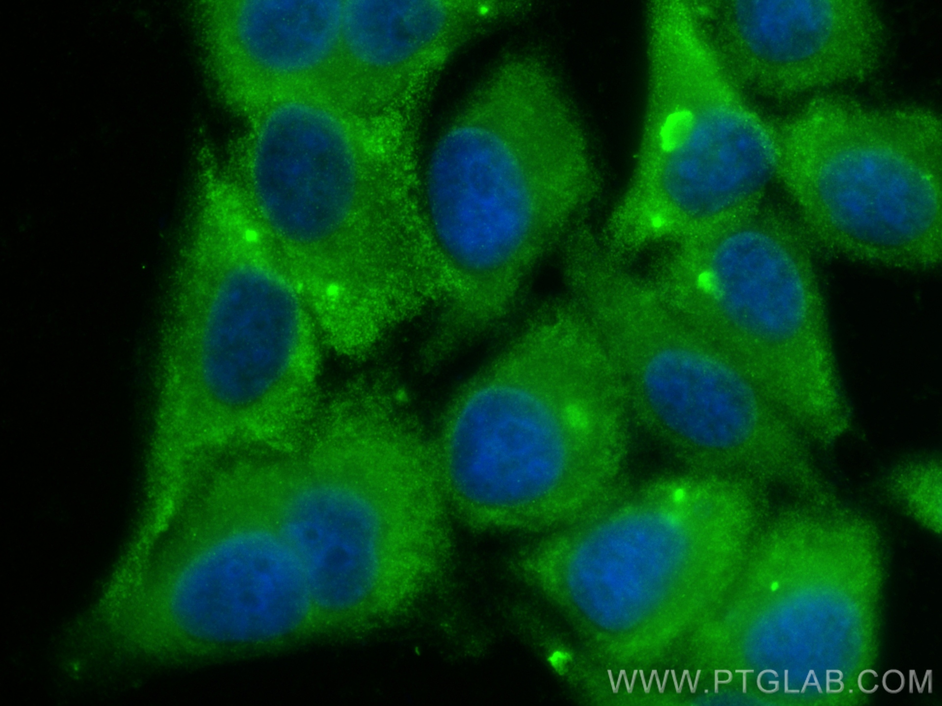 IF Staining of HepG2 using 16964-1-AP