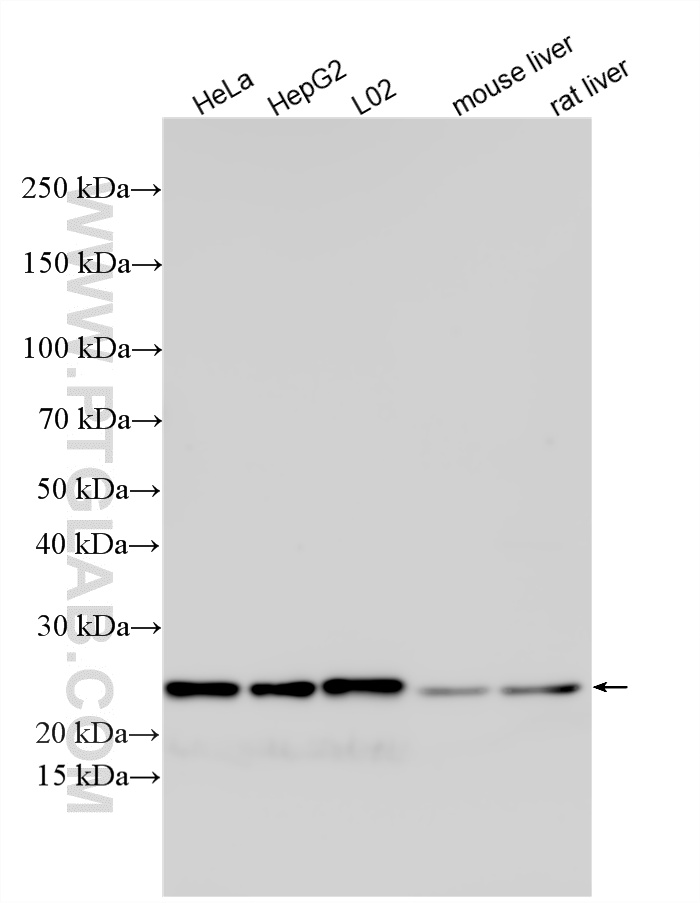 Various lysates were subjected to SDS PAGE followed by western blot with 16964-1-AP (RPS5 antibody) at dilution of 1:3000 incubated at room temperature for 1.5 hours. WB analysis using 16964-1-AP