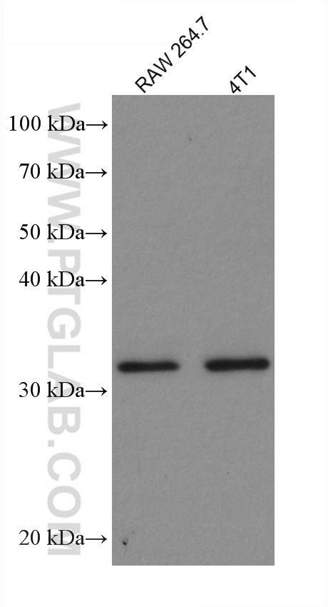 S6 Ribosomal protein