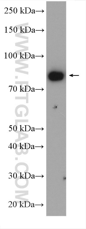 WB analysis of K-562 using 16463-1-AP