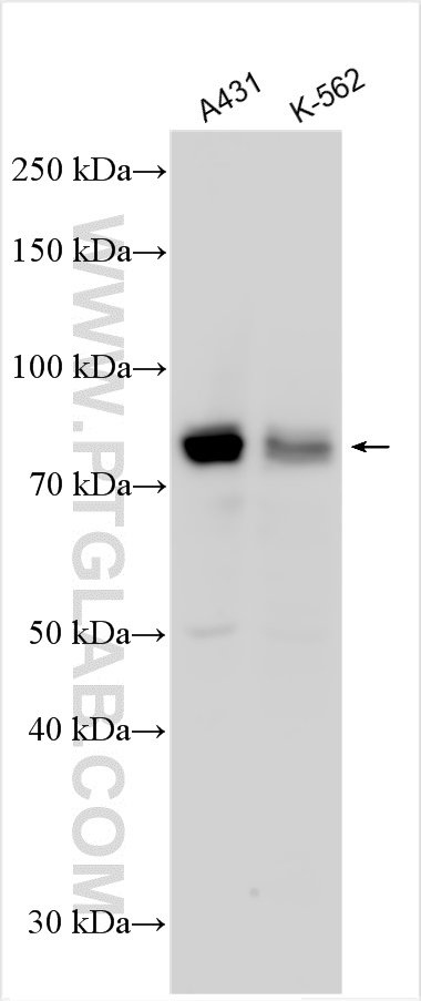 WB analysis using 29224-1-AP