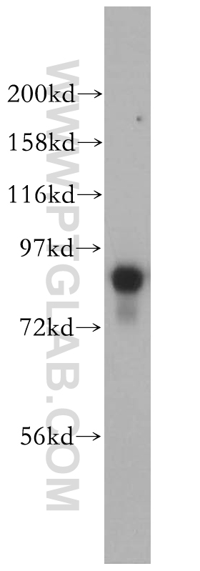 WB analysis of NIH/3T3 using 14446-1-AP