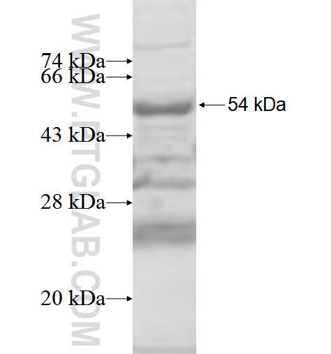 RPS6KA2 fusion protein Ag5862 SDS-PAGE