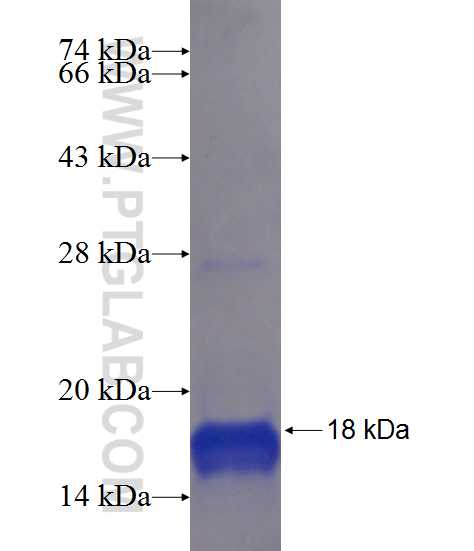 RPS6KA3 fusion protein Ag20620 SDS-PAGE