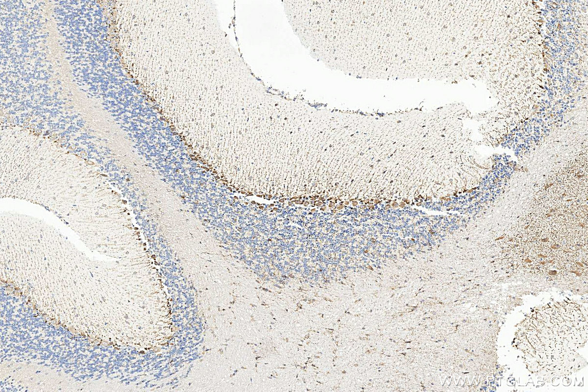 IHC staining of mouse cerebellum using 14491-1-AP IHC staining of mouse cerebellum using 14491-1-AP