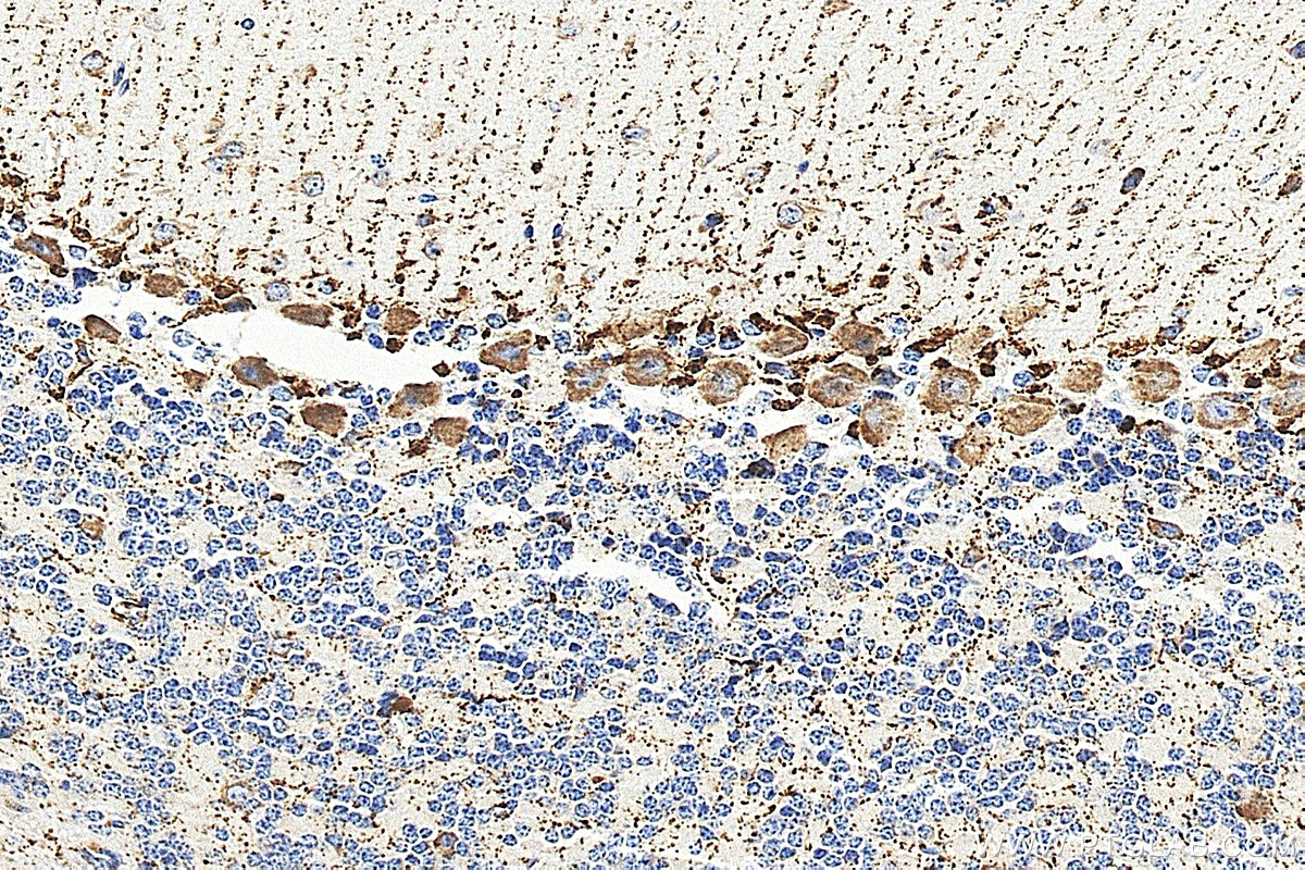 IHC staining of mouse cerebellum using 14491-1-AP IHC staining of mouse cerebellum using 14491-1-AP