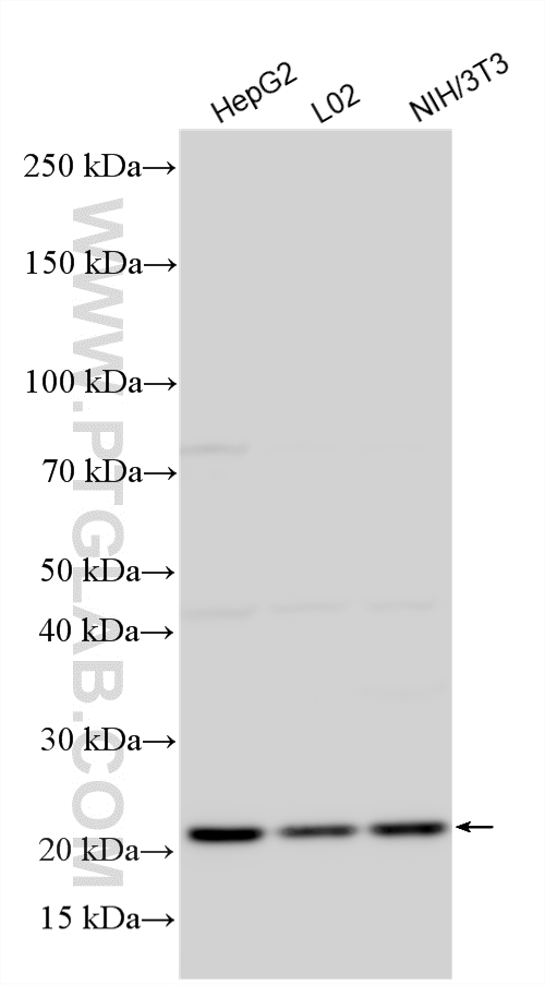 Various lysates were subjected to SDS PAGE followed by western blot with 14491-1-AP (RPS7 antibody) at dilution of 1:5000 incubated at room temperature for 1.5 hours. WB analysis using 14491-1-AP