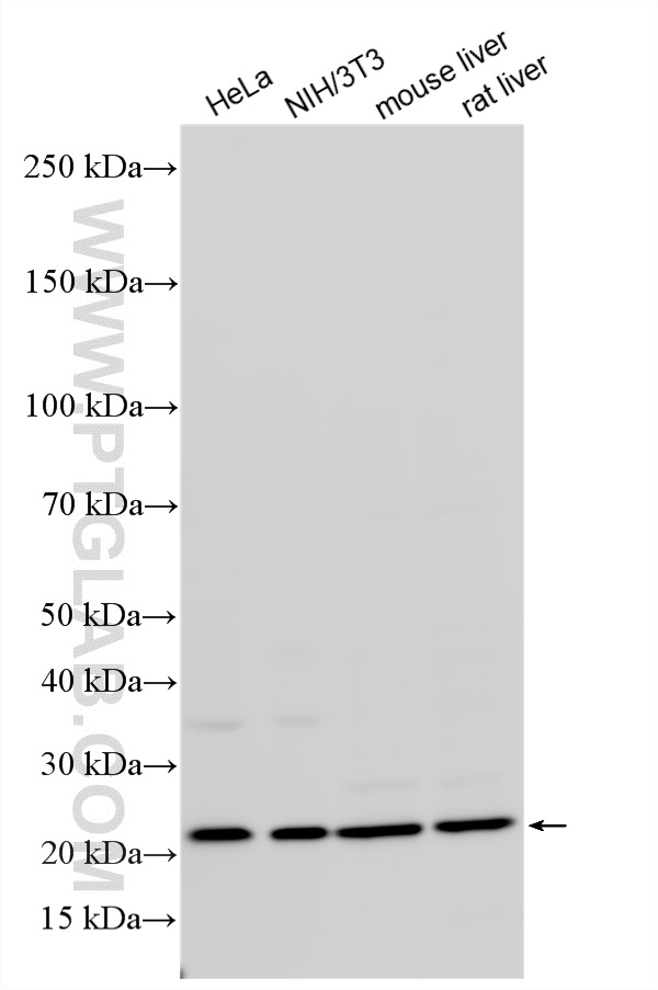 WB analysis using 14491-1-AP WB analysis using 14491-1-AP