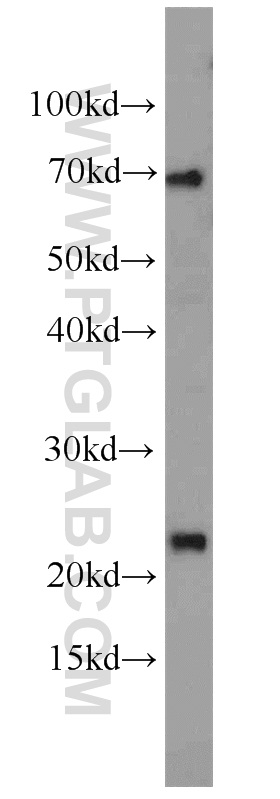 WB analysis of NIH/3T3 using 14491-1-AP