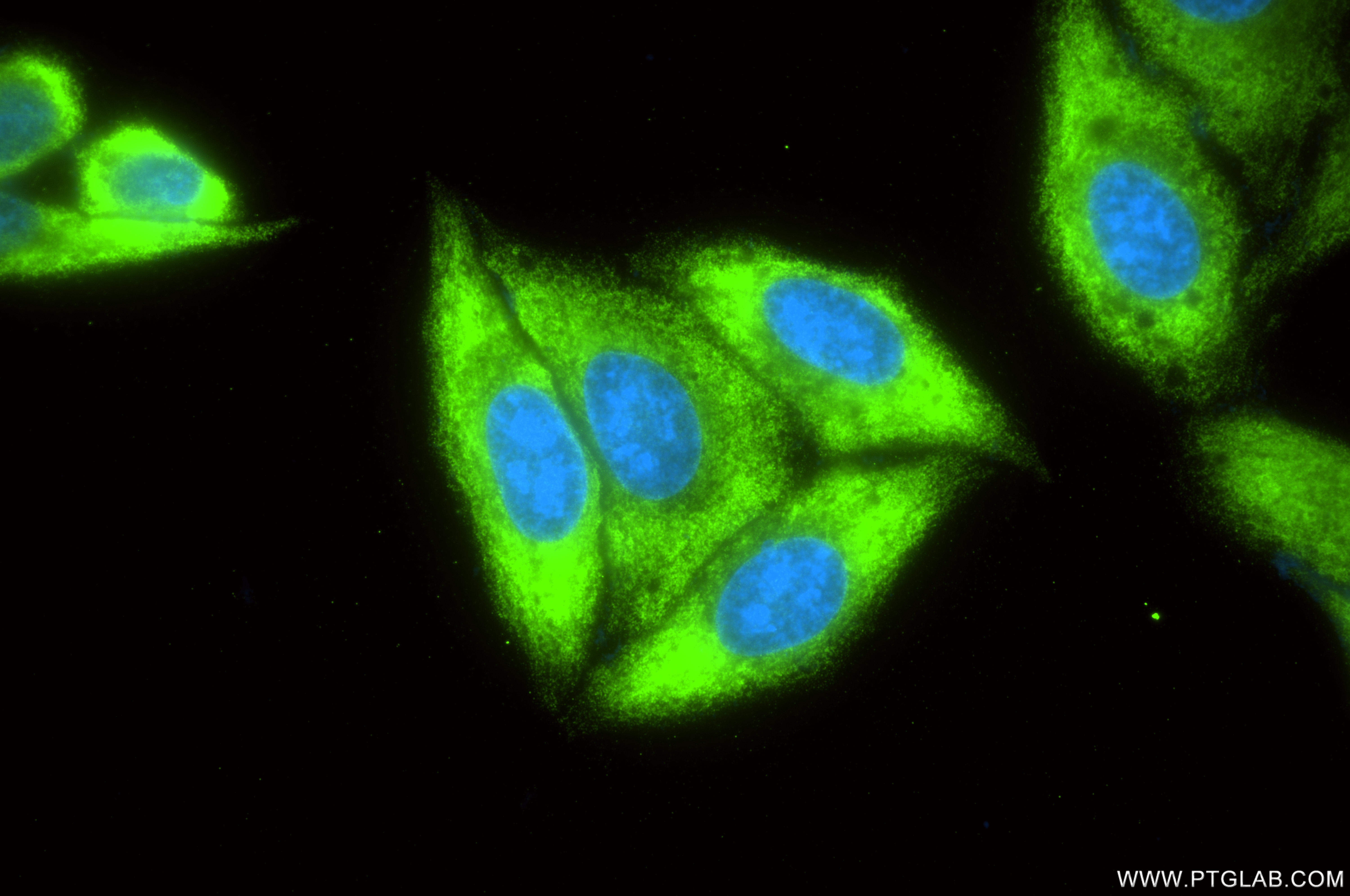 IF Staining of HepG2 using 87092-1-RR