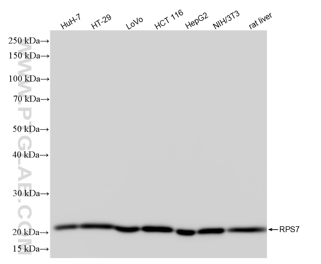 WB analysis using 87092-1-RR