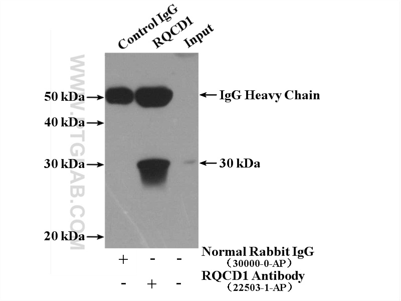 IP experiment of MCF-7 using 22503-1-AP