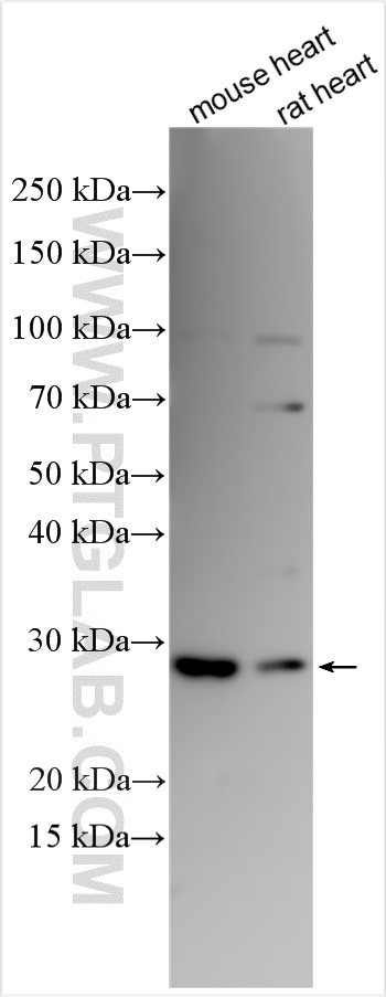 WB analysis using 27763-1-AP