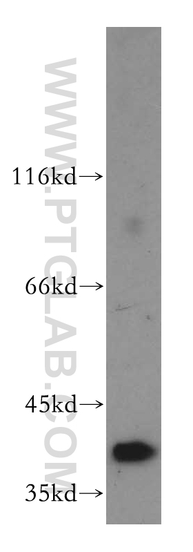 WB analysis of human testis using 13023-1-AP