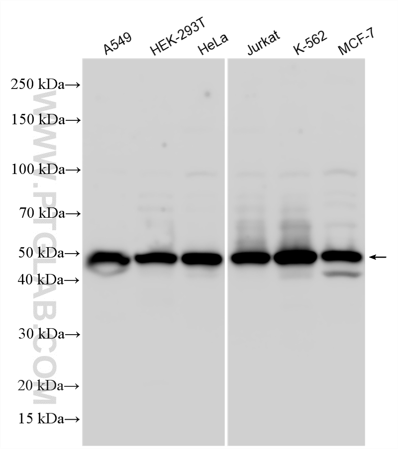 Various lysates were subjected to SDS PAGE followed by western blot with 26989-1-AP (RRAGC antibody) at dilution of 1:2000 incubated at room temperature for 1.5 hours. WB analysis using 26989-1-AP