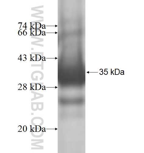 RRAGD fusion protein Ag7973 SDS-PAGE RRAGD fusion protein Ag7973 SDS-PAGE