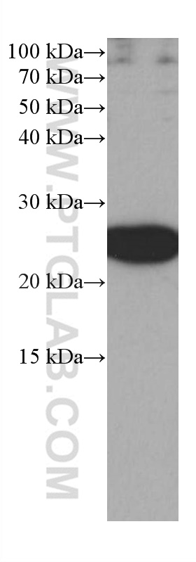 WB analysis of A549 using 66959-1-Ig
