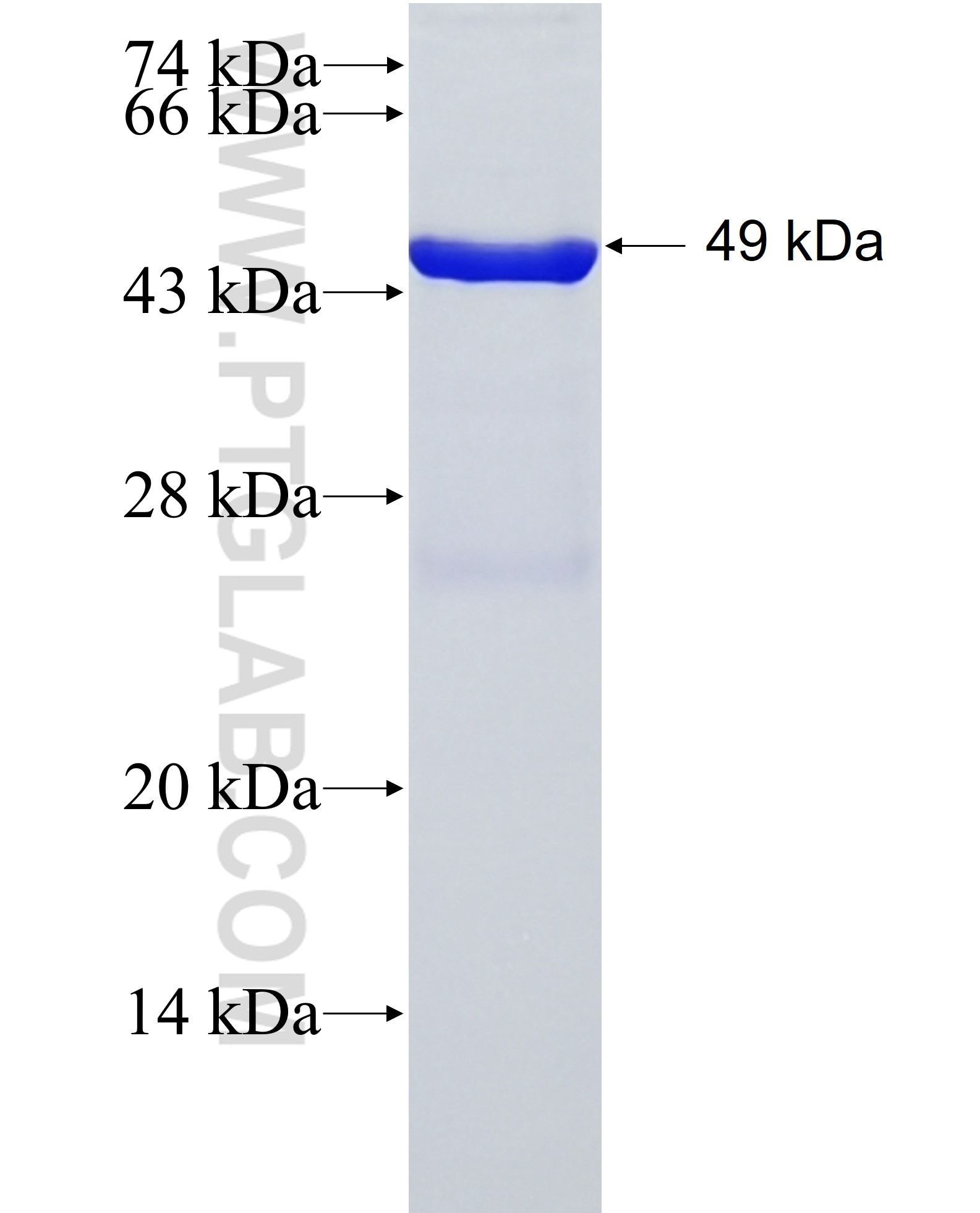 RRAS2 fusion protein Ag3226 SDS-PAGE