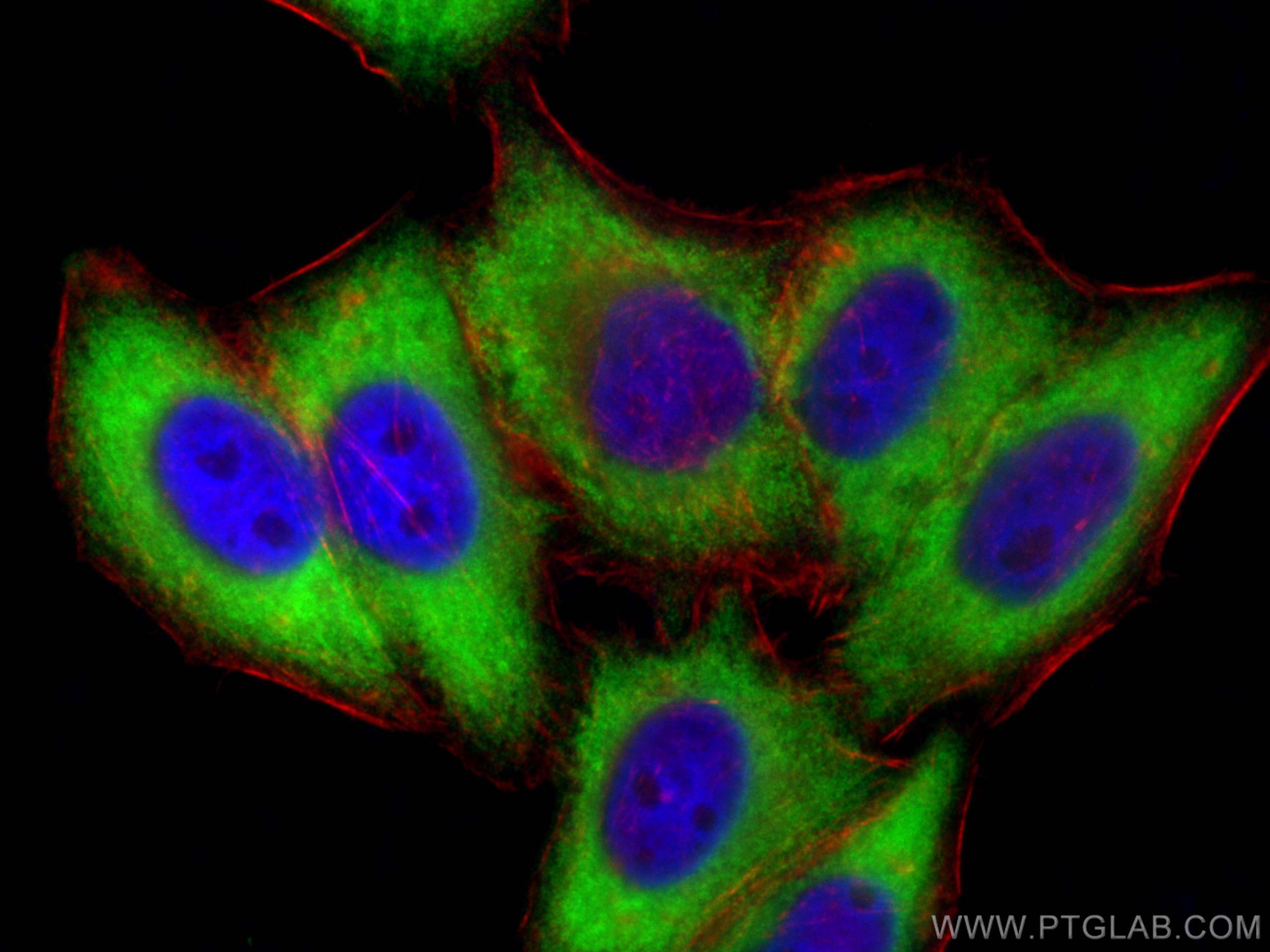 IF Staining of HepG2 using 10526-1-AP